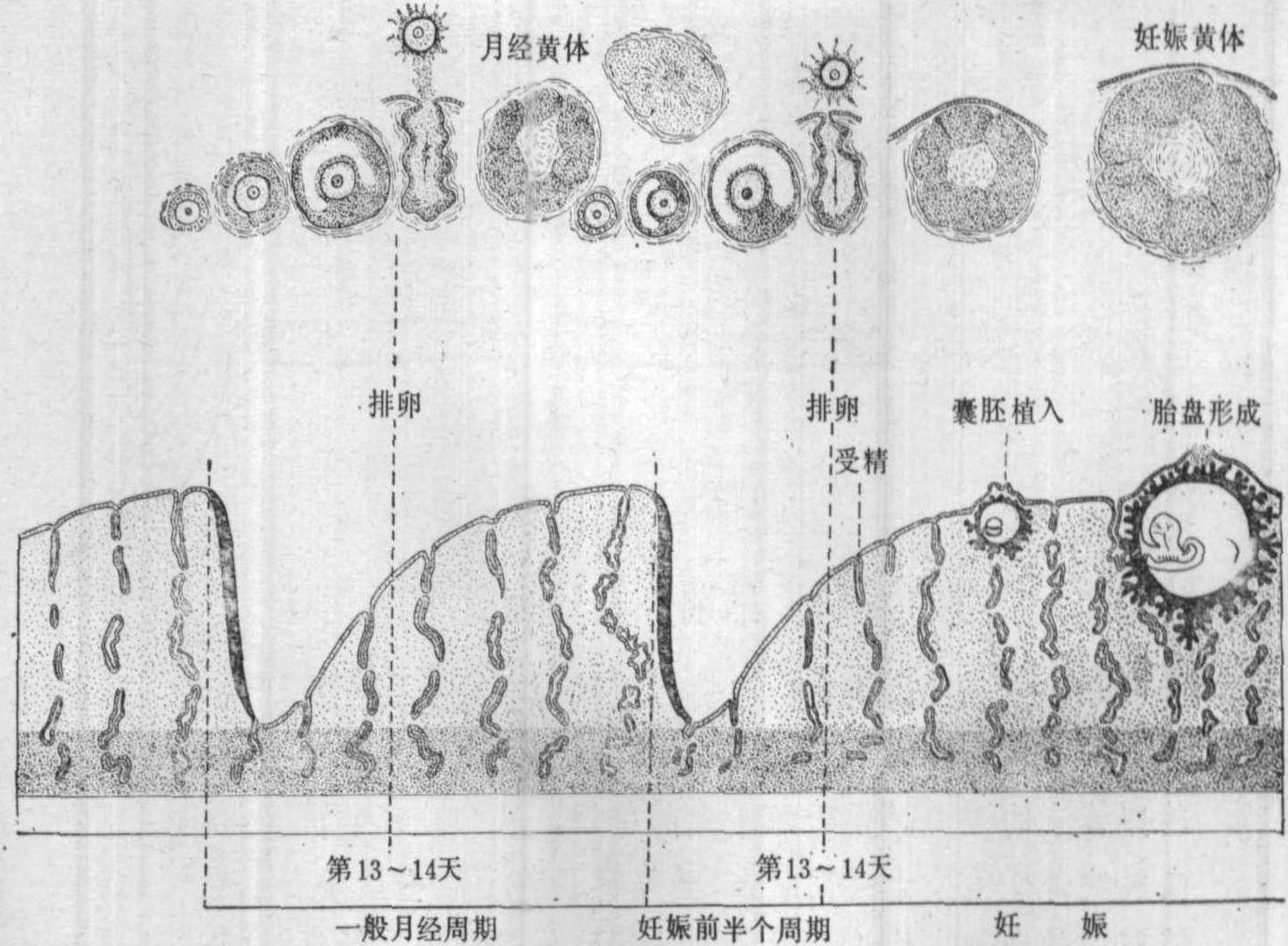 图2-6 子宫和输卵管的形态-妇产科学-医学